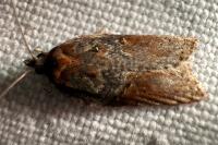 Acleris hastiana