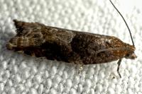 Rhopobota naevana