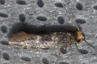 Infurcitinea