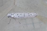 Yponomeuta