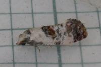 Neocochylis hybridella