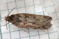 Hofmannophila pseudospretella
