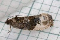 Hedya nubiferana
