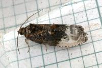 Hedya nubiferana