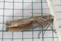Eucosma obumbratana