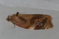 Ditula angustiorana