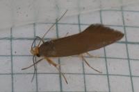 Crassa unitella