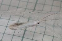 Coleophora