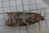 Cnephasia