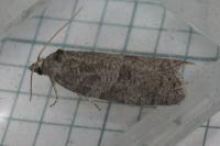Cnephasia