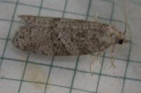 Cnephasia