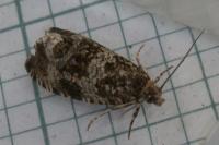 Celypha lacunana