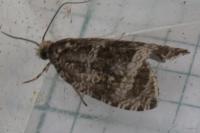 Celypha lacunana