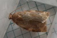 Archips xylosteana