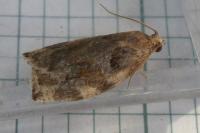 Archips xylosteana