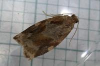 Archips xylosteana