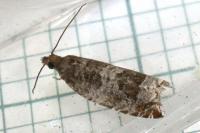 Ancylis achatana