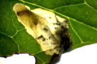 Antispila petryi