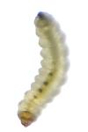 Antispila petryi