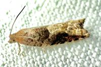Rhopobota naevana