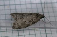 Cnephasia