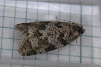 Cnephasia