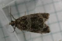 Celypha lacunana
