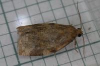 Archips xylosteana