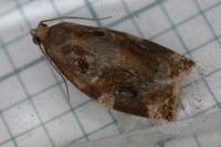 Archips xylosteana