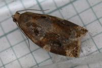 Archips xylosteana