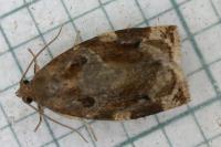 Archips xylosteana