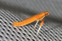 Caloptilia betulicola