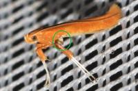 Caloptilia betulicola