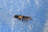 Cosmopterix pulchrimella