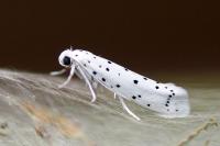Yponomeuta mahalebella
