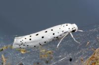 Yponomeuta mahalebella