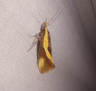 Harpella forficella