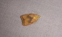 Acleris forsskaleana