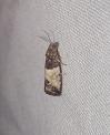 Spilonota ocellana
