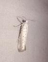 Yponomeuta rorrella