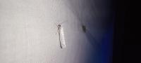 Yponomeuta evonymella