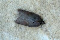 Acleris hastiana