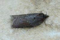 Acleris hastiana