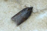 Acleris hastiana