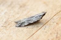 Anarsia innoxiella