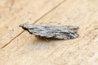 Anarsia innoxiella