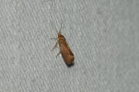 Crassa unitella