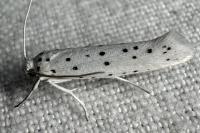 Yponomeuta