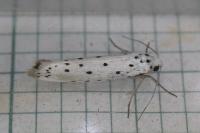 Yponomeuta