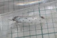 Yponomeuta